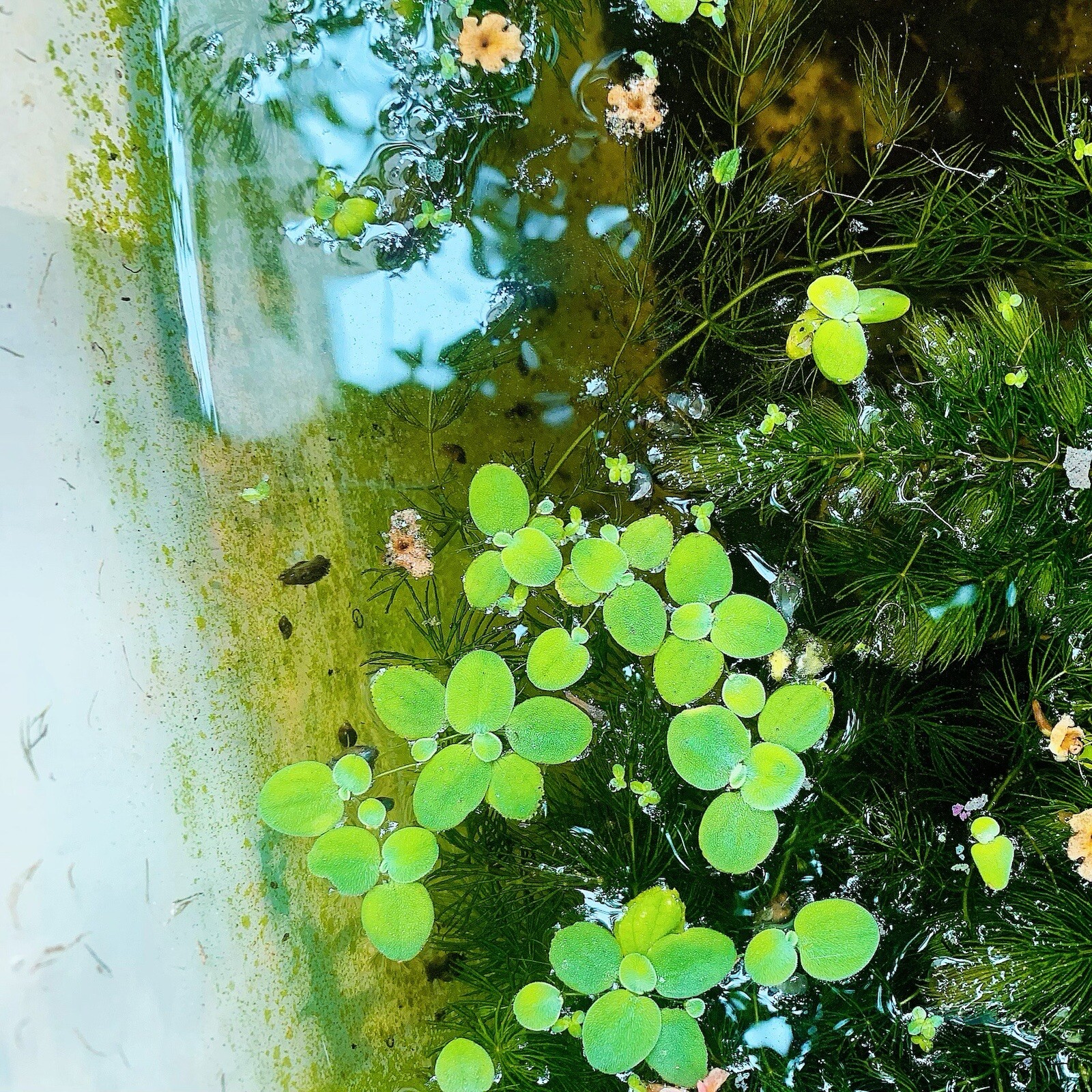 10+ Live Bladder Snails Aquarium Snails Pea Puffer Food Buy 2 Get 1