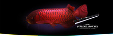 OCEAN FREE SUPREME AROWANA COLOUR ENHANCEMENT LED LIGHT RED (175 CM) 57 W