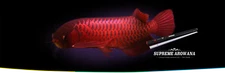 OCEAN FREE SUPREME AROWANA COLOUR ENHANCEMENT LED LIGHT RED (145 CM) 45 W