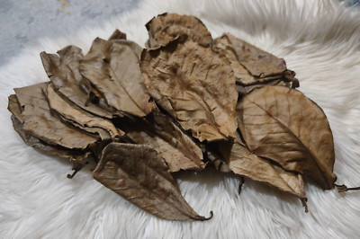 60 Pcs Catappa Leaves Aquatic Care for Fishes Aquarium Supplies 120grams