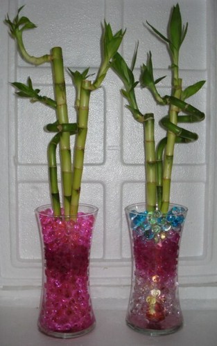 CUENTAS DE AGUA ayudan al BAMBÚ DE LA SUERTE, PLANTAS, flores, abraza raíces y reduce el riego - Imagen 6 de 80