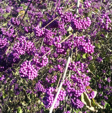 2x CALLICARPA BODINIERI, Beautyberry, masses of violet berries showy fruits