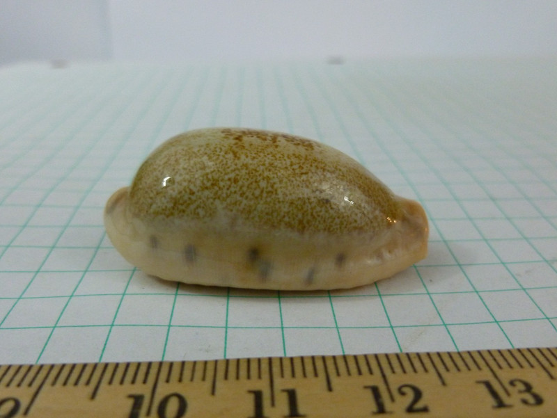 Cypraea caurica elongata, F+++ 43mm