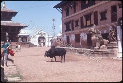 Kathmandu Nepal Bull Street Scene 35mm Slide 1960s