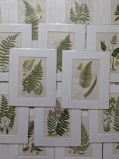 Antique Fern Print Anne Pratt 19thC Botanical Mounted Matted Wall Art 10x12...