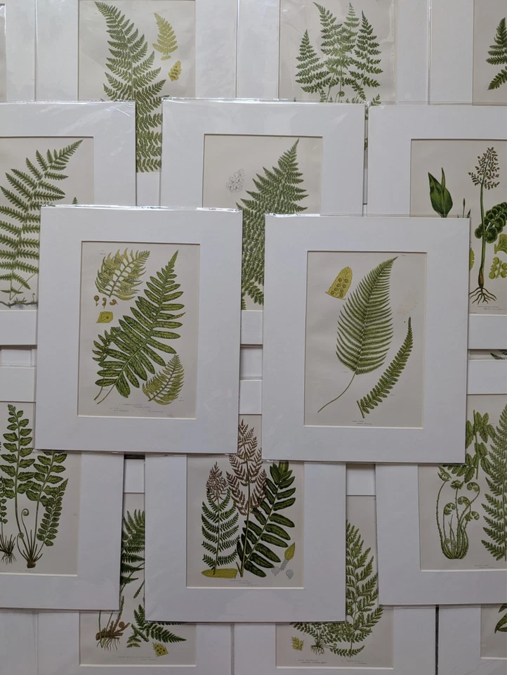 Antique Fern Print Anne Pratt 19thC Botanical Mounted Matted Wall Art 10x12... - Image 1 of 1
