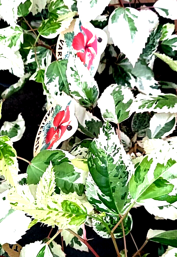 Hibiskus rote Blüten, Topf, Kübel, Hibiscus sinensis weiß bunte Blätter