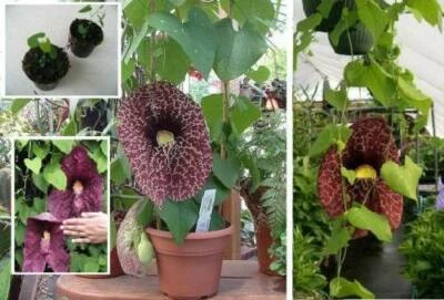 Gespensterblume fleischfressende exotische Pflanze besondere Kletterpflanze Deko - Bild 1 von 2