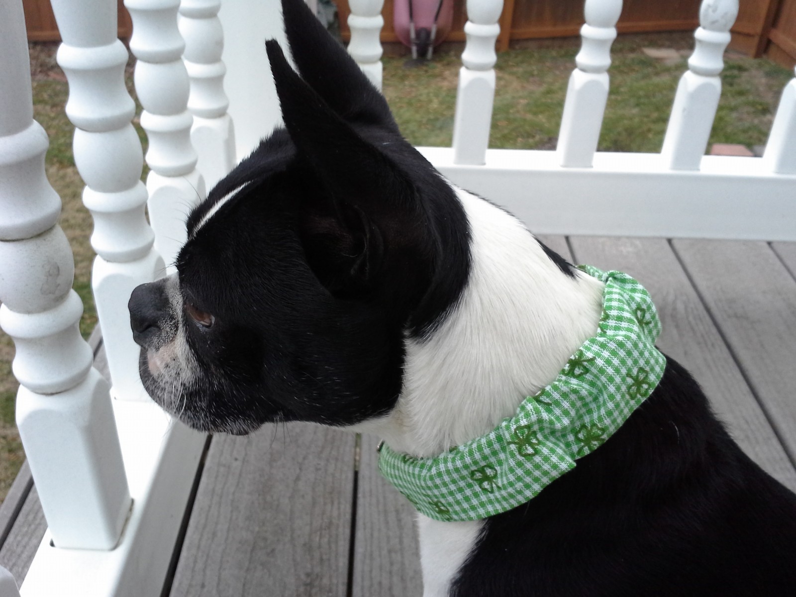 Dog Collar Cover Scrunchie, Patriotic, Red, White, Blue, Custom Made by
