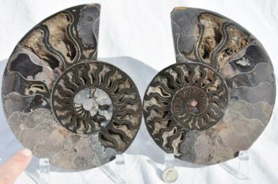 Large Black Ammonite Pair Great Crystal 110myo Dino age Fossil 184mm 7.2'' 3933rr