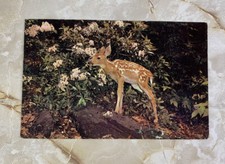 Vintage Animal Fawn In Flower Bush Little Deer Postcard Made In USA Unposted