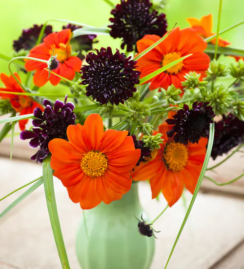 Mexican Sunflower Seeds Tithonia Red Orange Sun Flower Tropical Plant