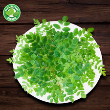 Moringa Leaf Powder  100 Organic Ceylon Oleifera, Immunity  Digestion Booster