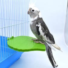 Bird Perch Platform Bird Plastic Platform Pet Bird Cage Stand Parrot Perch
