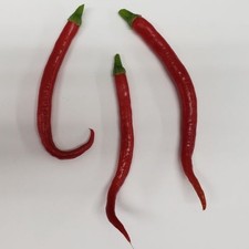 25  seeds Kung Pao hot pepper garden planting spicy food