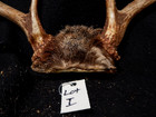 Deer Antler Rack Scull Cap 8 Point Lot i — photo 2
