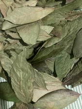 Cluster Fig Dried Leaves Ficus Racemosa Organic Natural Tea 50 Leaves