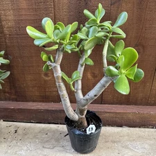 Crassula Ovata; Same Plant As In Pictures; Start Bonsai