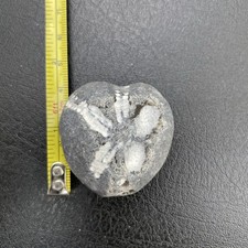 Fossil flint echinoid sea urchin Micraster, cretaceous chalk fossil E Sussex UK