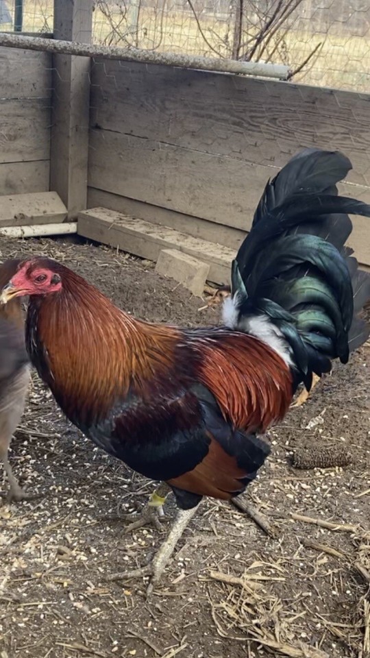 Ruble Hatch Gamefowl Hatching Eggs X6 eBay