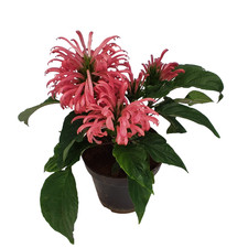 2 Pink Brazilian Plume Flower Justicia Carnea Plants Pink Shrimp Tree 5-7