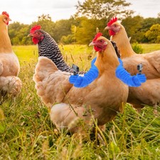 Articoli Per Animali Domestici Giocattoli Polli Giocattolo Scherzo Feste