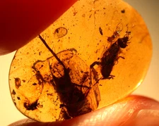2 Cretaceous Roaches in Burmese Burmite Amber Fossil Dinosaur Age