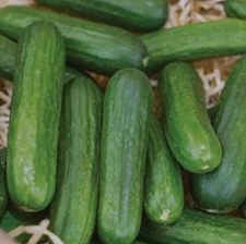 20+ Muncher Burpless Cucumber Seeds, slicer or pickling, Disease resistant, USA