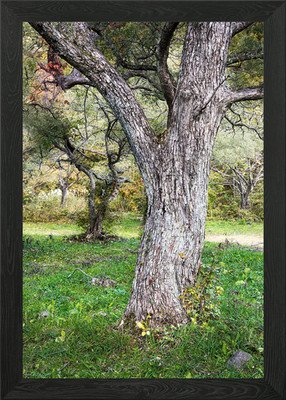 The majestic tree Framed Wall Art Poster Canvas Print Picture