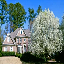 Bradford Pear Tree Seeds (Pyrus calleryana) "Callery" Fast Cold Hardy to Zone 4