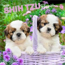 Shih Tzu Puppies | 2026 12x24" Square Wall Calendar | Plastic-Free