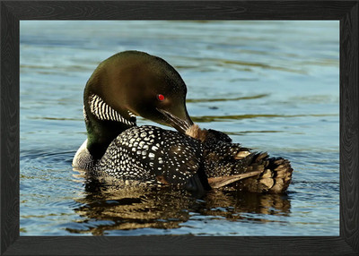 Preening Loon gerahmtes Wandbild Poster Leinwanddruck Bild