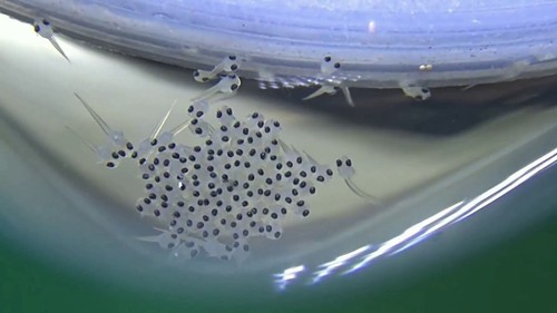 OCEAN NUTRITION Atison's Betta Starter For New born fish,Betta,Guppy,Killifish - Picture 3 of 7