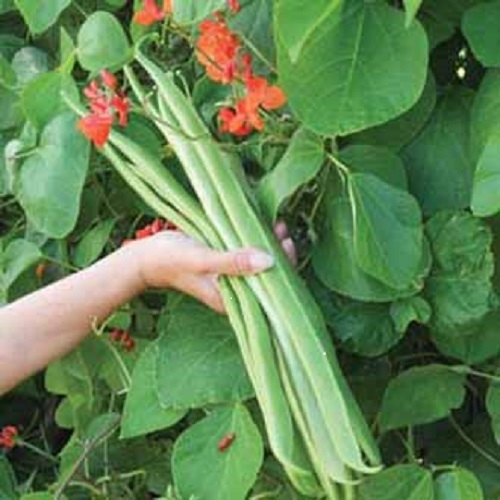 RUNNER BEAN  LADY DI  40 Grams