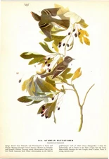 Audubon 1944 Vintage Bird #144 "Acadia Flycatcher" Full Color Plate Lithograph