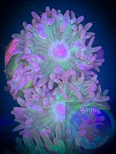 SAF~”WYSIWYG” Duncan Coral frag, LPS, SPS, Live Colony, Dendro, Whisker Coral