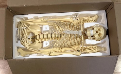 #ad #ad Medical School Human Skeleton Anatomical Anatomy Model with Rolling Stand New $200.00