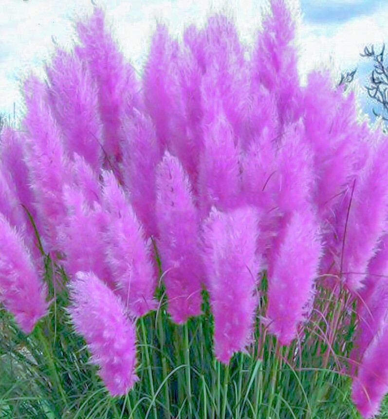 25 PINK PAMPAS GRASS SEEDS HARDY GARDEN PERENNIAL PLANT eBay