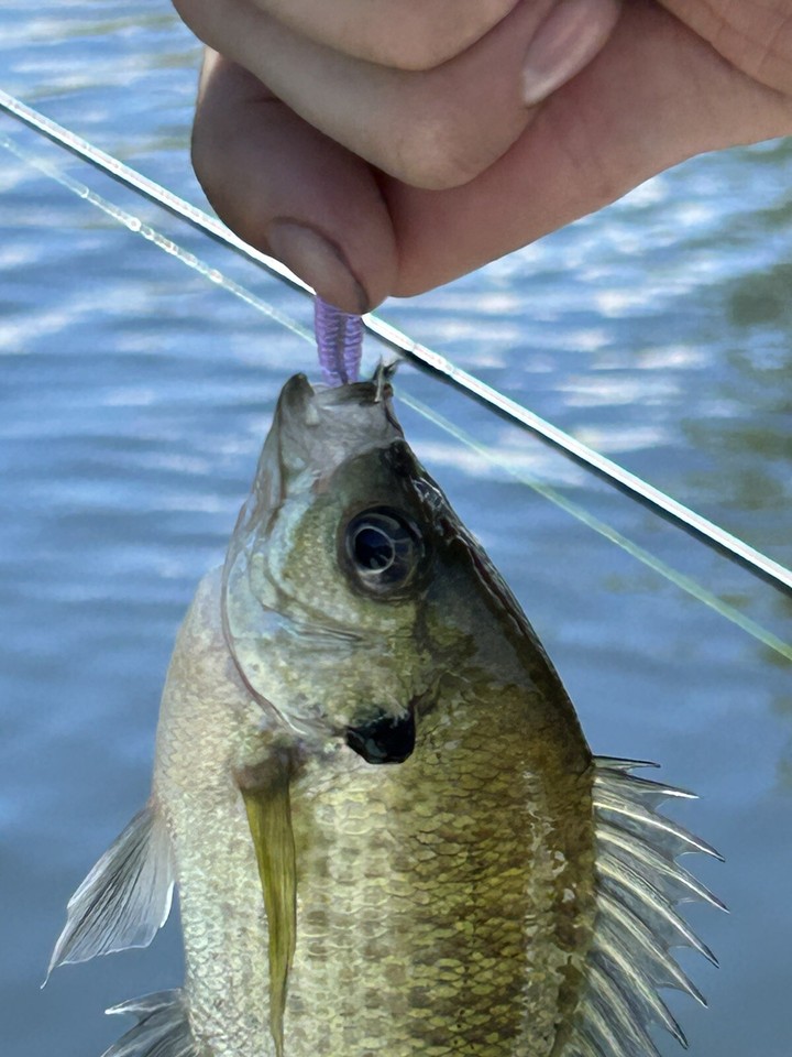 24) 2 CHASSEUR DE DALLES lait De Singe GRUBS JIGS CRAPPIE