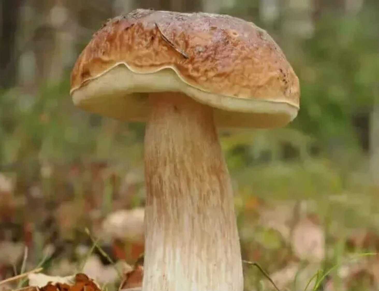 10 g / Cultivo de hongos micelio micelio abedul hongo de piedra / Boletus Betulicola / NUEVO & EMBALAJE ORIGINAL