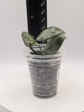 Hoya Lacunosa Tiger Skin-very Newly/Lightly rooted Cutting