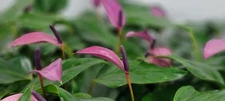 Anthurium Tiny Purple, Oilcloth flower plant live indoor houseplants in 3" POT