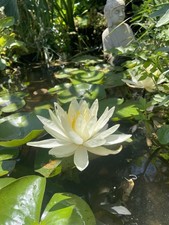 Virginia White Cold Hardy Water Lily / Mature Blooming Size