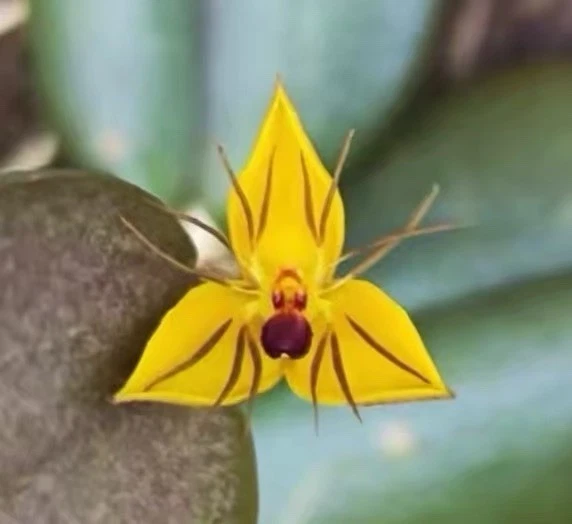 Bulbophyllum xanthomelanon Rare Species Orchid Sulawesi Established Blooming Siz
Opens in a new wind