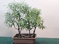 Willow Leaf Ficus Bonsai Tree 3 mini Forest Group 14" Indoor Ficus Nerifolia