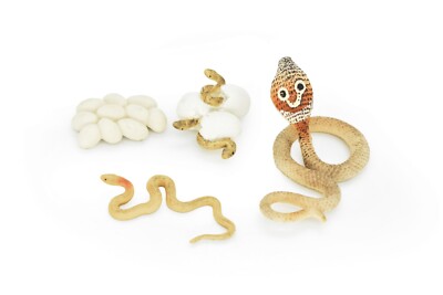 Cobra Life Cycle Figure, Educational, Realistic Plastic Toy Snake Model, Set 4