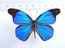 ENTOMOLOGY, BUTTERFLY: EPITOLA POSTHUMUS MALE CAMEROON