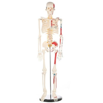 33.4 Inches Human Skeleton Model with Muscle, With Muscle 