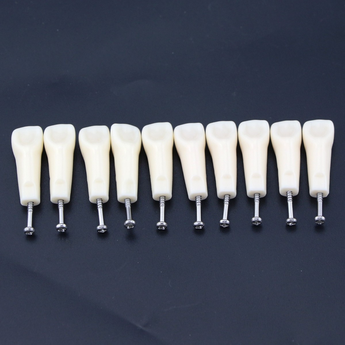 US 28/32Pcs Fit Kilgore NISSIN Dental Typodont Model With Removable