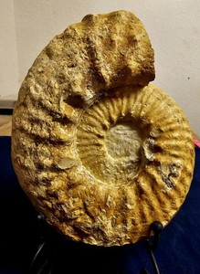 Texas Cretaceous Fossil Mortoniceras Ammonite, Detailed+ Clam! 7", 3.42 lbs!